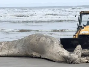 Baleia jubarte morta foi encontrada em praia no litoral paulista. É sempre um sinal de que a saúde marinha precisa de m…