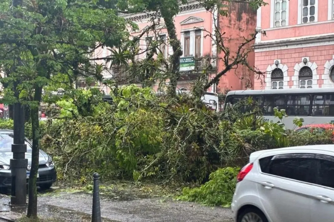 Árvore caiu na Rua do Imperador, no Centro de Petrópolis, deixando o trânsito em meia pista. Com as chuvas, a situação …