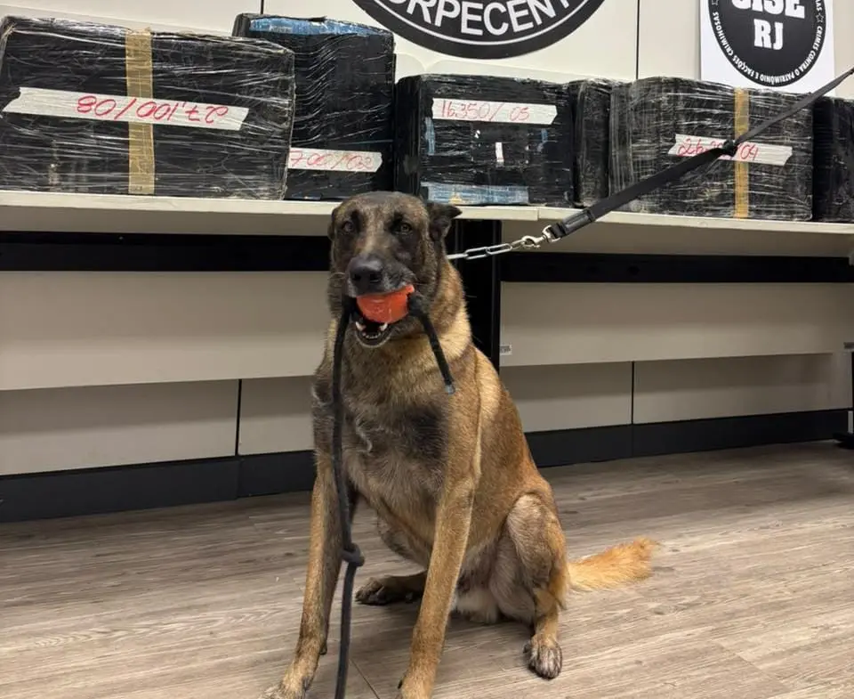 Cão farejador da PF ajudou a achar mais de 385 quilos de maconha e cocaína em Piraí, no Sul Fluminense. A fiscalização …