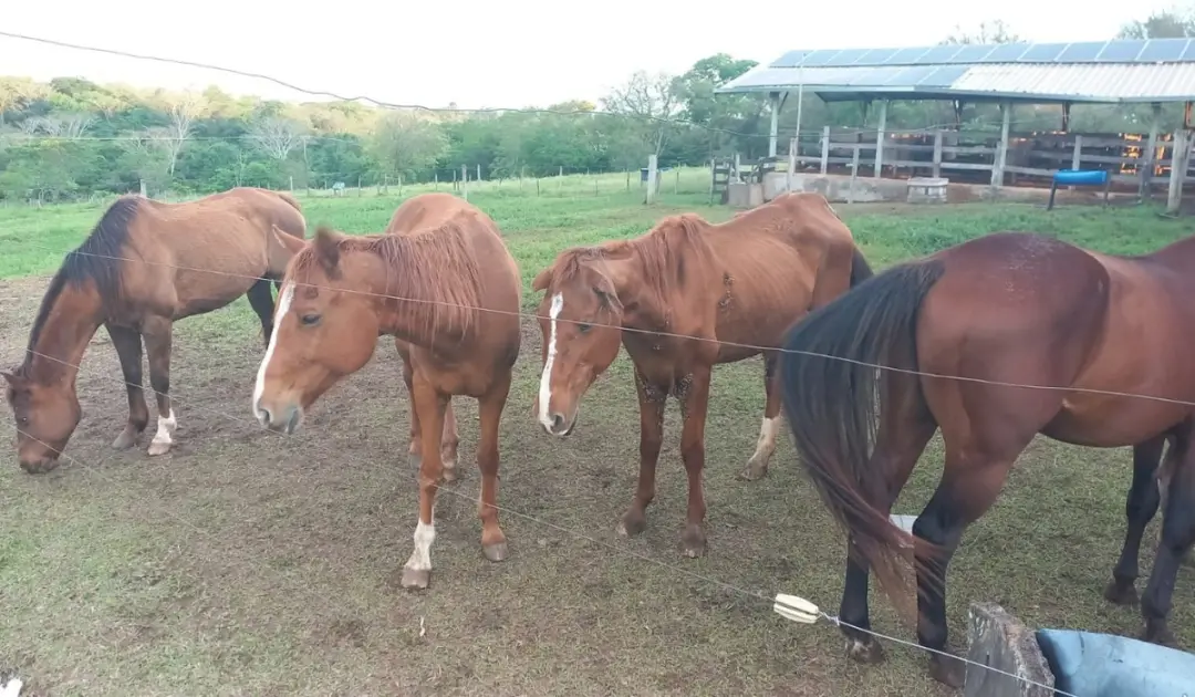 Cinco cavalos foram resgatados em Osvaldo Cruz, SP, e um proprietário foi multado em R$ 18 mil por maus-tratos. Ver ani…