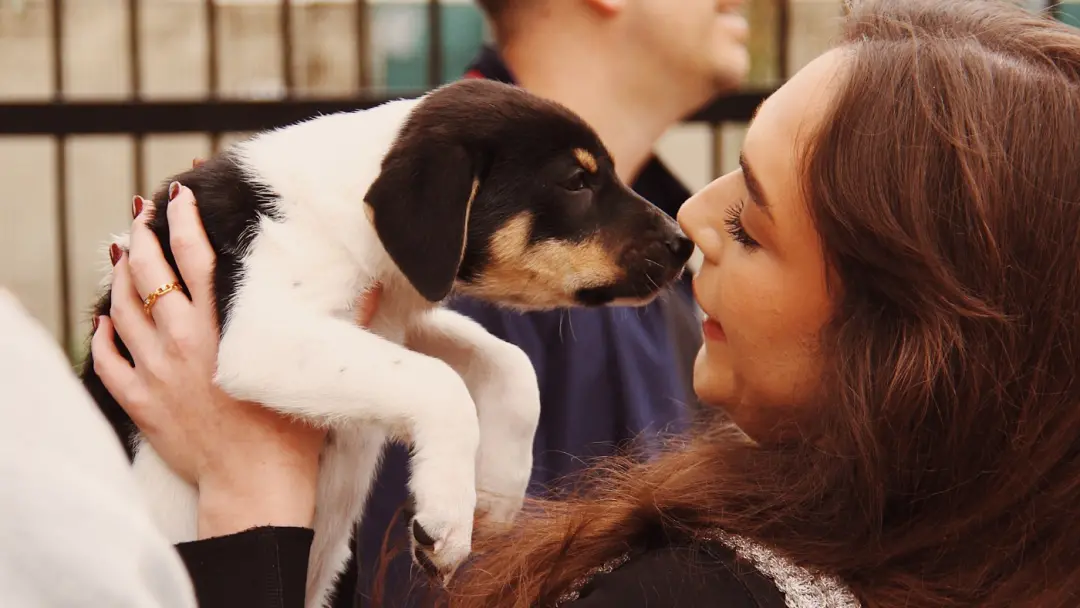 Cães processam a fala usando consoantes, igual aos humanos, segundo estudo com cães de companhia. Essa descoberta mostr…
