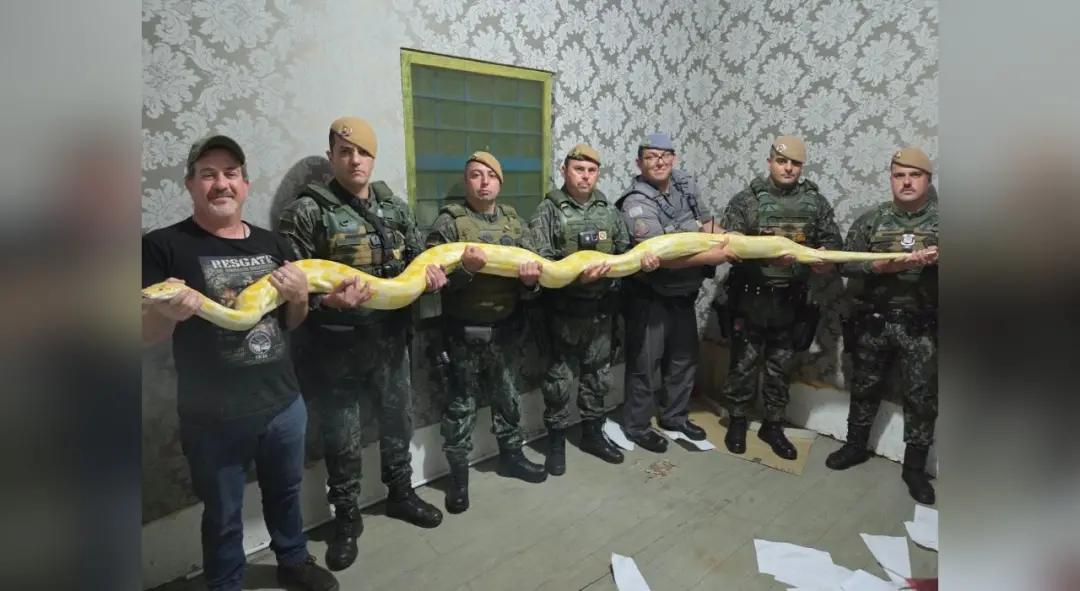 Tatuí, SP. A Polícia Ambiental resgatou quatro cobras, incluindo pítons de 5 metros e jiboia, que estavam em cativeiro …