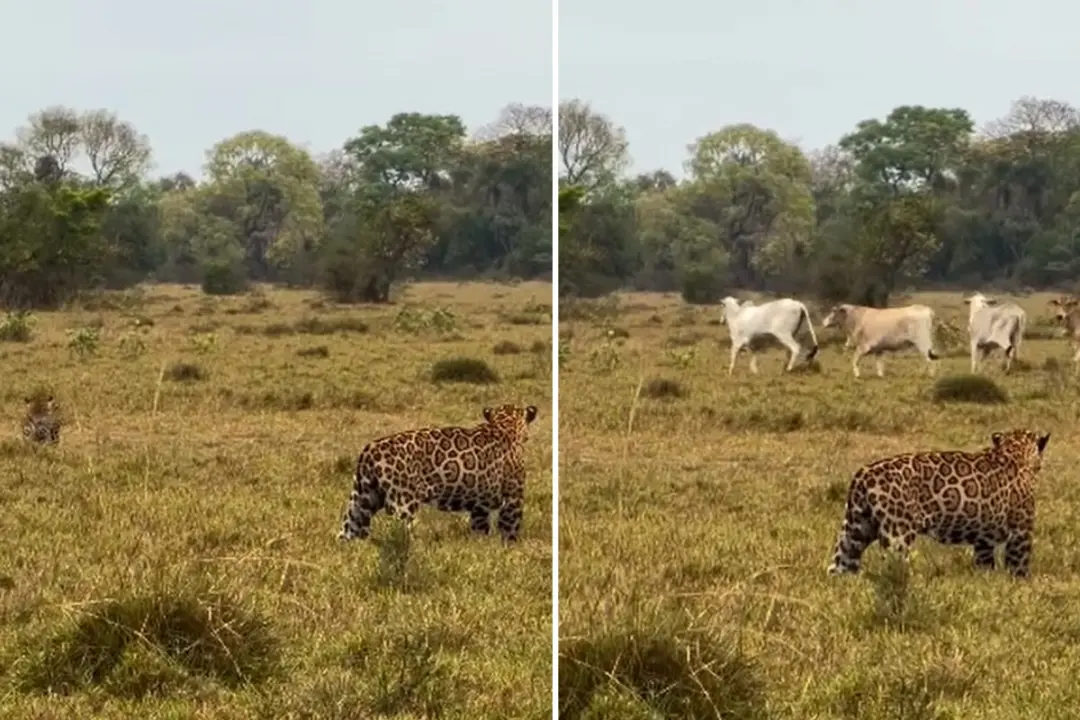 Miranda, Pantanal, viu gado chegando perto de quatro onças-pintadas enquanto dois machos brigavam por território. Essa …