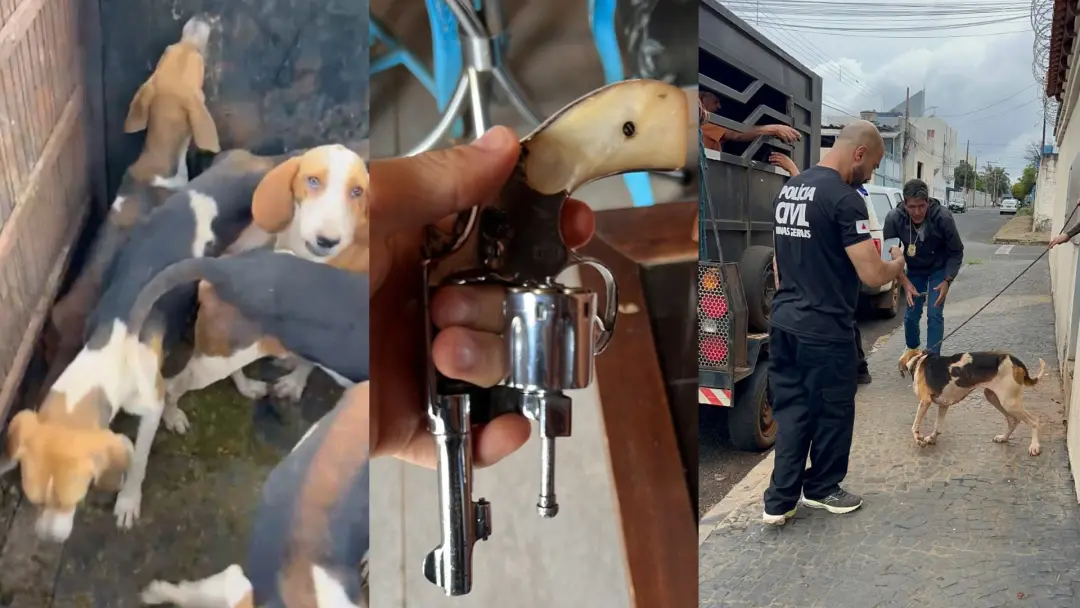 Nove cães da raça foxhound foram resgatados de um canil clandestino em Uberlândia. A prisão do dono, que tinha armas se…