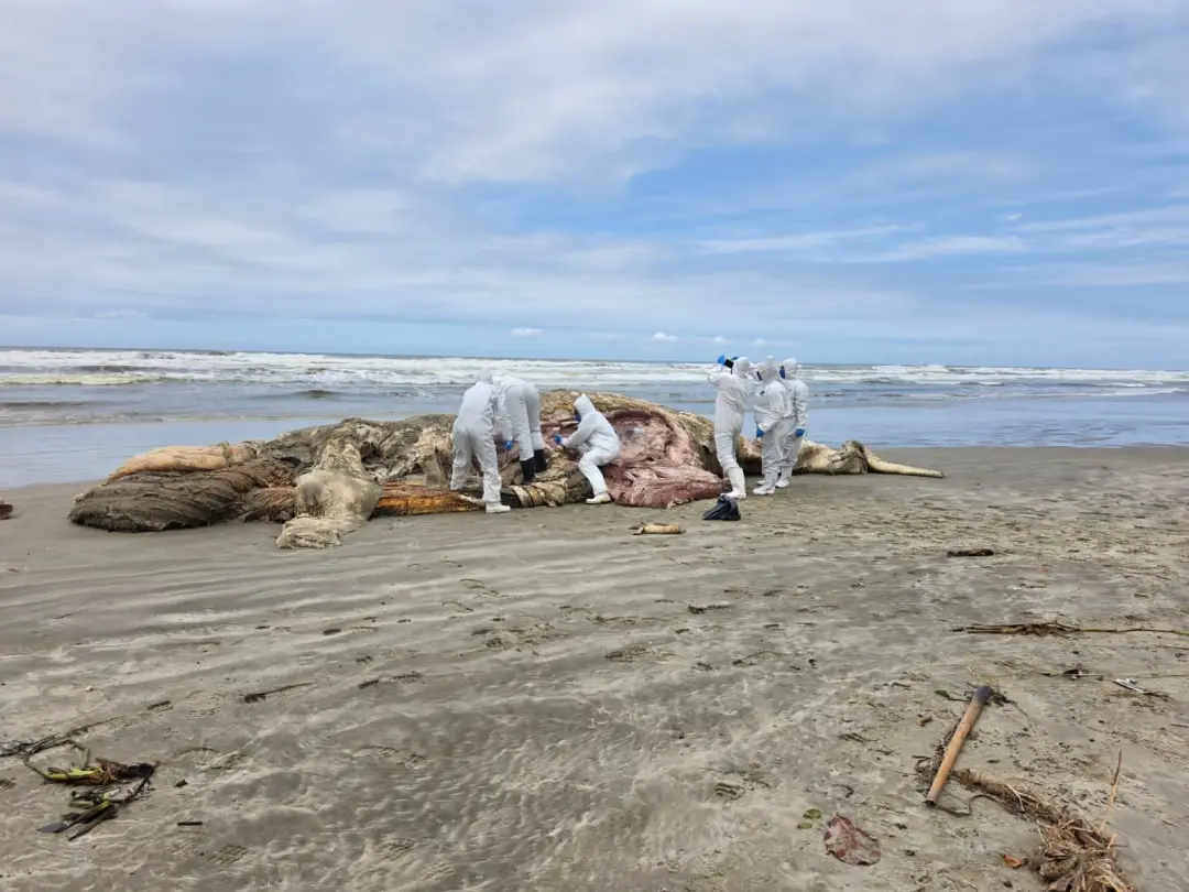 Centro de Mongaguá teve uma baleia-jubarte macho, juvenil, morta encalhada na praia. É triste ver um animal assim, a ca…
