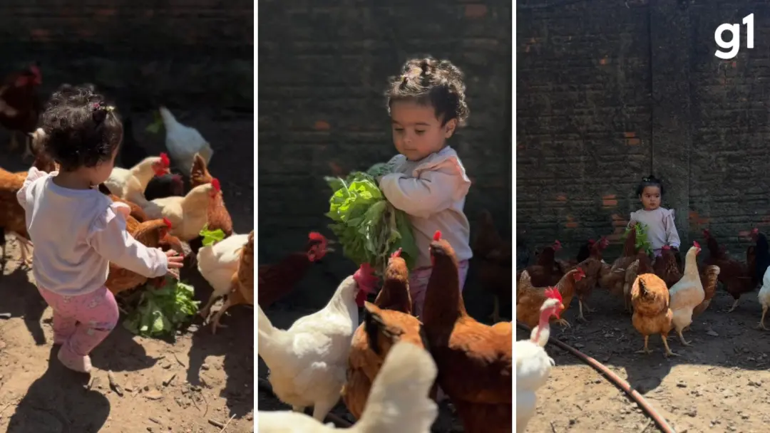 Antonella, de 1 ano e 4 meses, tentou alimentar galinhas folha por folha em Itaqui, mas o plano deu errado e o vídeo vi…
