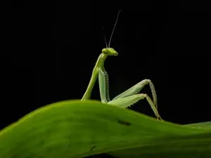 Concurso elege as fotos mais engraçadas de animais selvagens. O fato mostra como a criatividade humana consegue encontr…