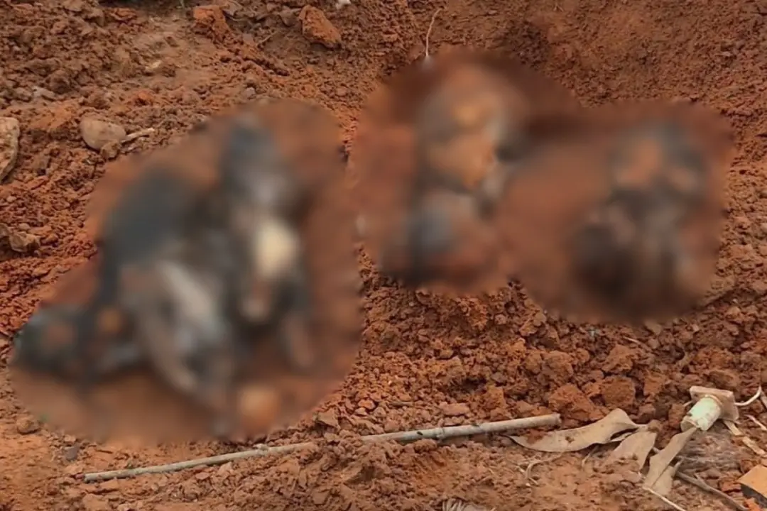 Adamantina, SP. Um homem foi preso por maus-tratos após a polícia encontrar diversos animais mortos e mutilados no quin…