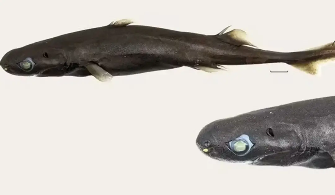 Nova espécie de tubarão, o tubarão-lanterna-de-focinho-grande, foi achada no Oceano Índico, com apenas 21,5 centímetros…