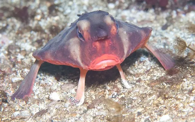 Galapagos, Oceano Pacífico, peixe-morcego-de-lábios-vermelhos usa nadadeiras para caminhar no fundo do mar em vez de na…