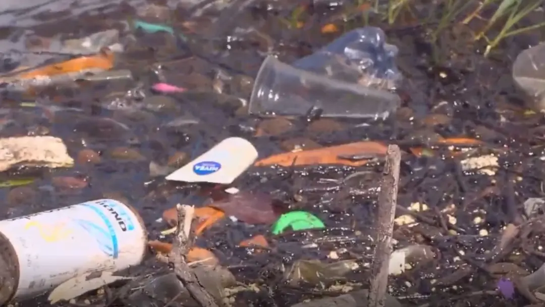 Lagoa da Jansen tem peixes contaminados por mais de 300 microplásticos em 16 pirapemas, pesquisa da UFMA apontou. É pre…