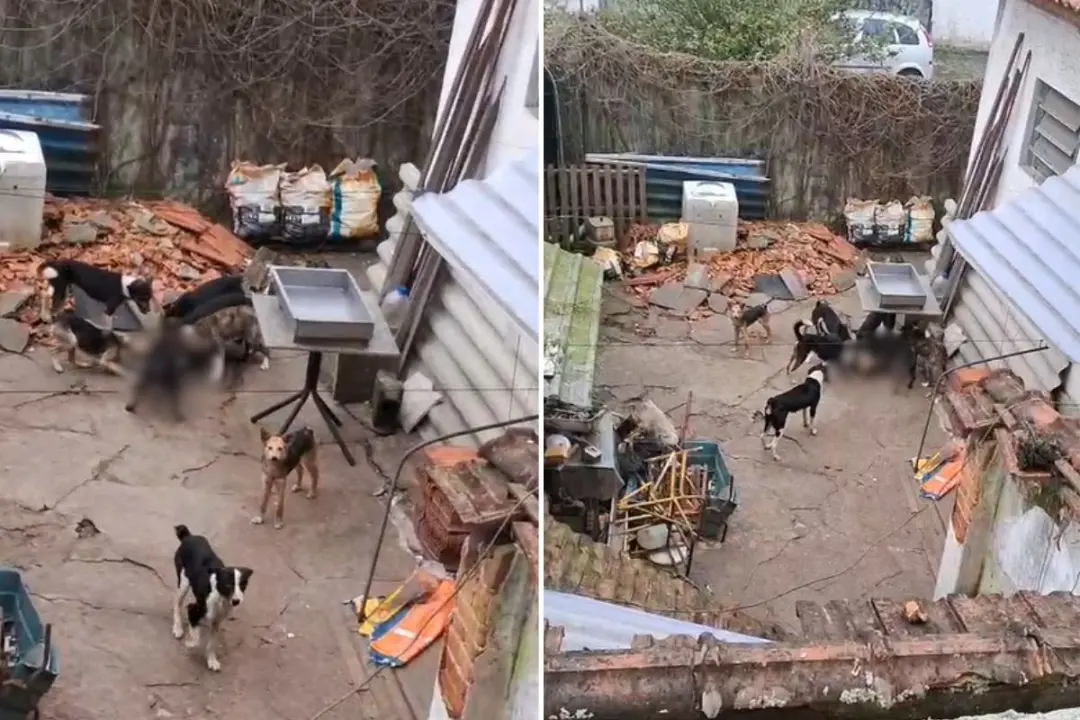 Dois cães mortos foram achados em São Vicente, litoral de SP, com 12 cães, um gato e um galo em condições insalubres. É…