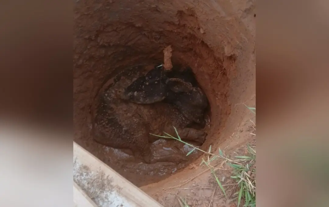 Vaca caiu num poço em Itapeva e foi resgatada em uma hora usando retroescavadeira. Um resgate assim mostra a dependênci…