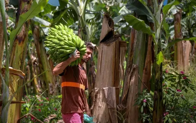 Cientistas criaram uma banana que demora a escurecer após ser cortada, usando edição genética. Isso ajuda muito a reduz…