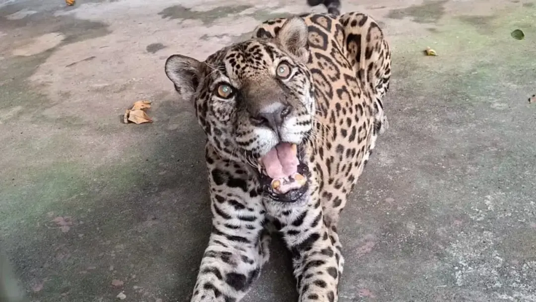 Onça-pintada do Brasil bate recorde mundial aos 25 anos, nascida no Amazonas e vivendo no zoológico do CIGS desde 2007.…