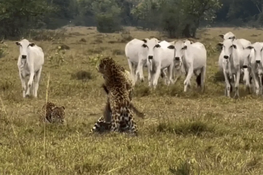 Pantanal de Mato Grosso do Sul. Quatro onças-pintadas foram vistas disputando território em uma invernada com gado de p…