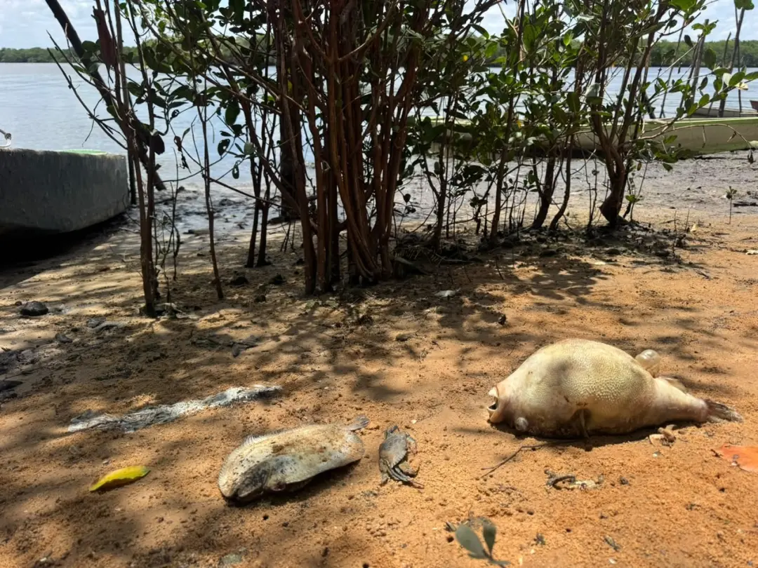Rio Potengi com mortandade de peixes na Zona Oeste de Natal. Pescadores protestaram cobrando resposta aos órgãos ambien…