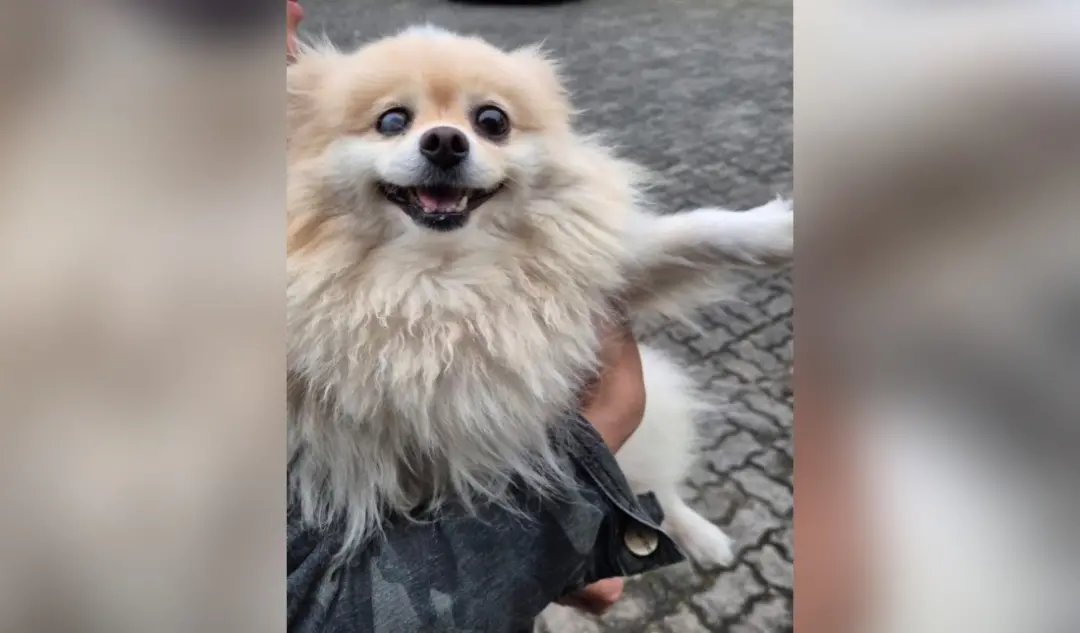 Joinville, SC: Um Lulu da Pomerânia furtado foi recuperado e o suspeito por receptação preso em flagrante. É muito séri…