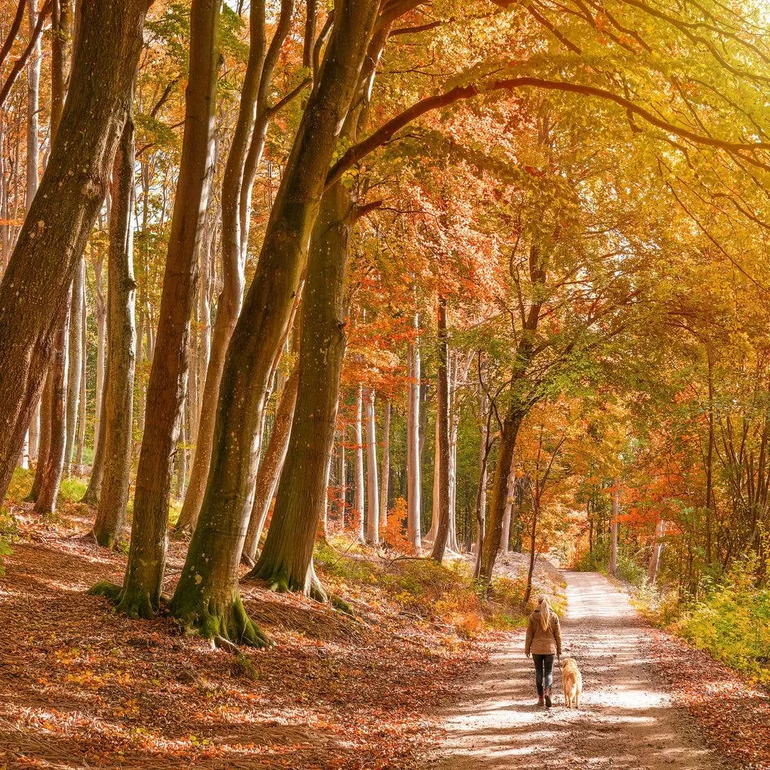 Caminhadas de outono com passeios saindo da porta de pubs ingleses. Acho legal essa ideia de unir a natureza com um lug…