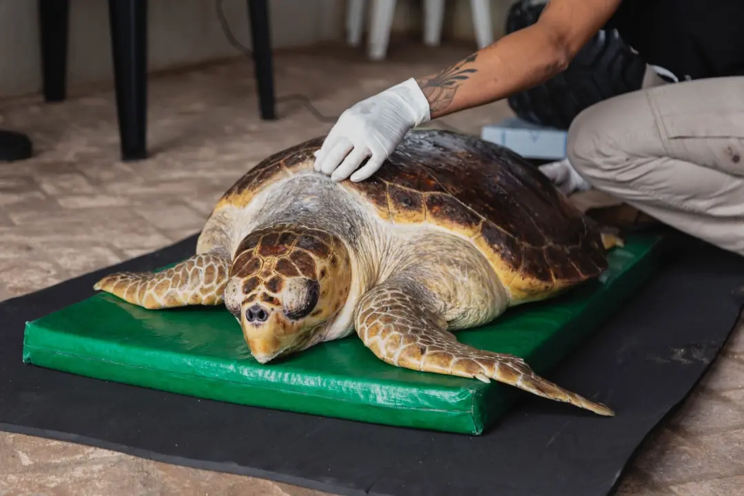 Rosa, tartaruga-cabeçuda com cegueira, ganhou nova casa após ser encontrada debilitada na praia Maria da Rosa, no litor…