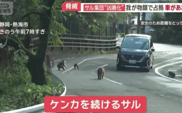 Grupo T1 de 20 macacos causou transtorno em Yugawara, Japão, espalhando-se pelas ruas e avançando contra carros. É preo…