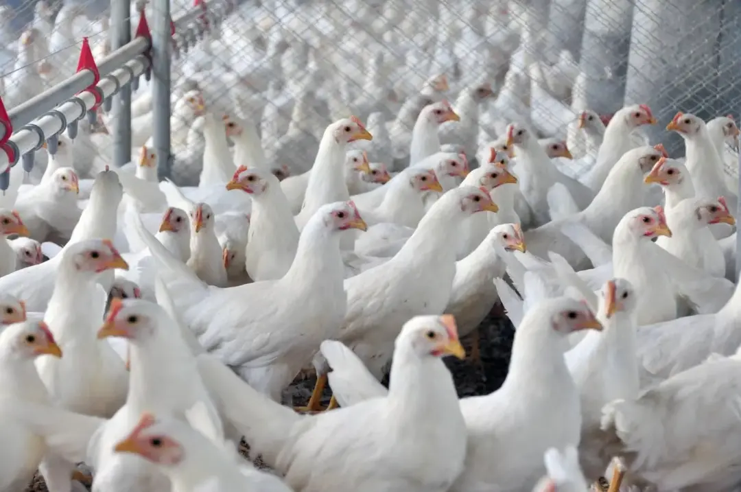 Receita do Estado com vendas de frango para bloco da UE somou US$ 13,2 milhões em oito meses antes da suspensão. É um m…
