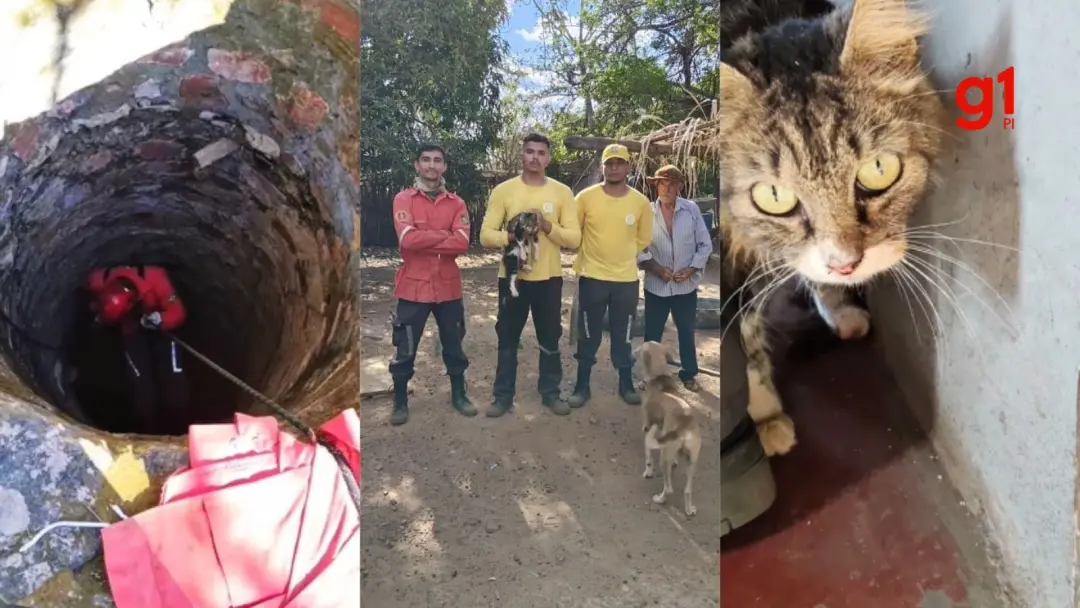 Gato desaparecido há 15 dias foi resgatado de poço de 15 metros em Pedro II, no Piauí. A ação dos bombeiros foi necessá…