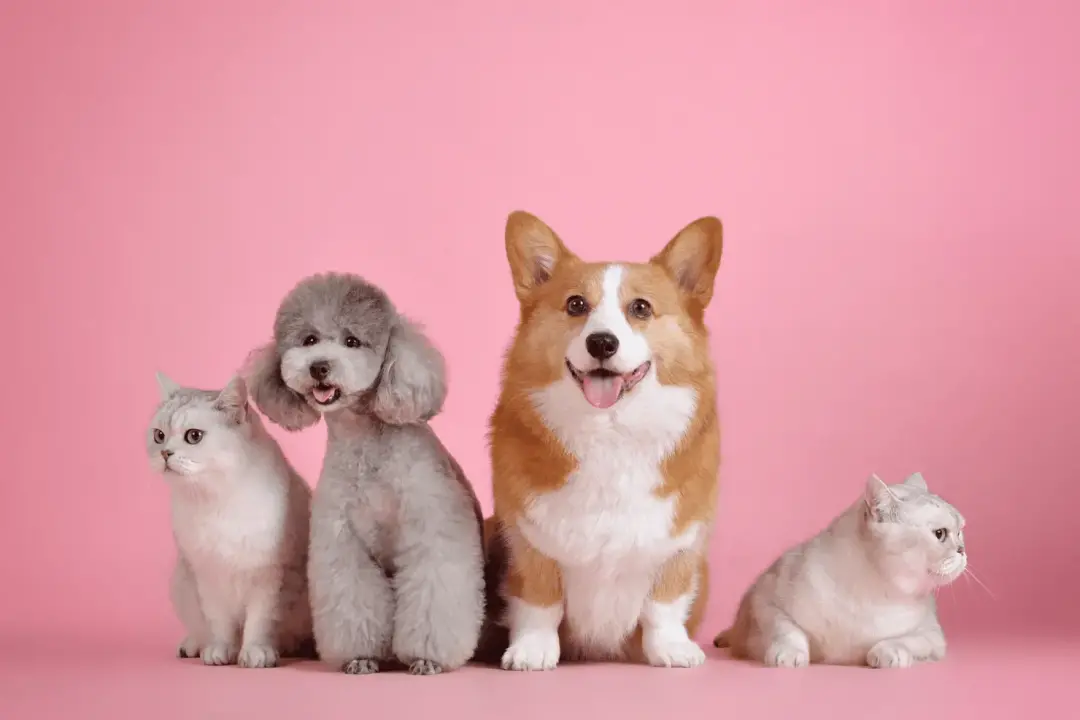 Nódulos, inchaço, dor e secreções nas mamas também afetam cães e gatos. A avaliação por um médico-veterinário é o camin…