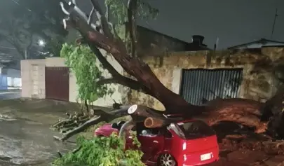 Doze ocorrências de quedas de árvores e galhos foram registradas em Goiânia após o temporal, com cinco árvores e sete g…