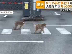 Cidade no Japão domina gangue de macacos. É muito estranho ver essa situação, pois isso mostra que a natureza às vezes …
