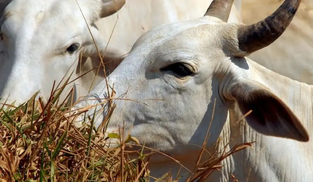 Carne bovina brasileira enfrenta tarifa de 67% na China para volumes acima da cota de 1,106 milhão de toneladas. Essa c…