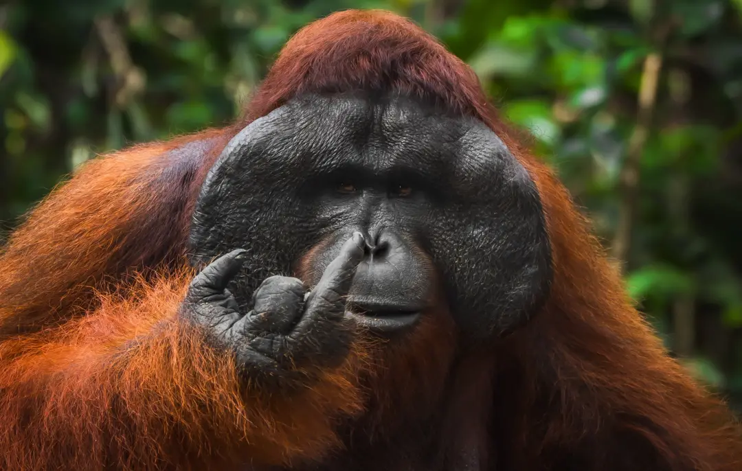 Mais de 10 mil fotos de 112 países foram enviadas para o Nikon Comedy Wildlife Awards de 2026. A ideia de usar humor pa…