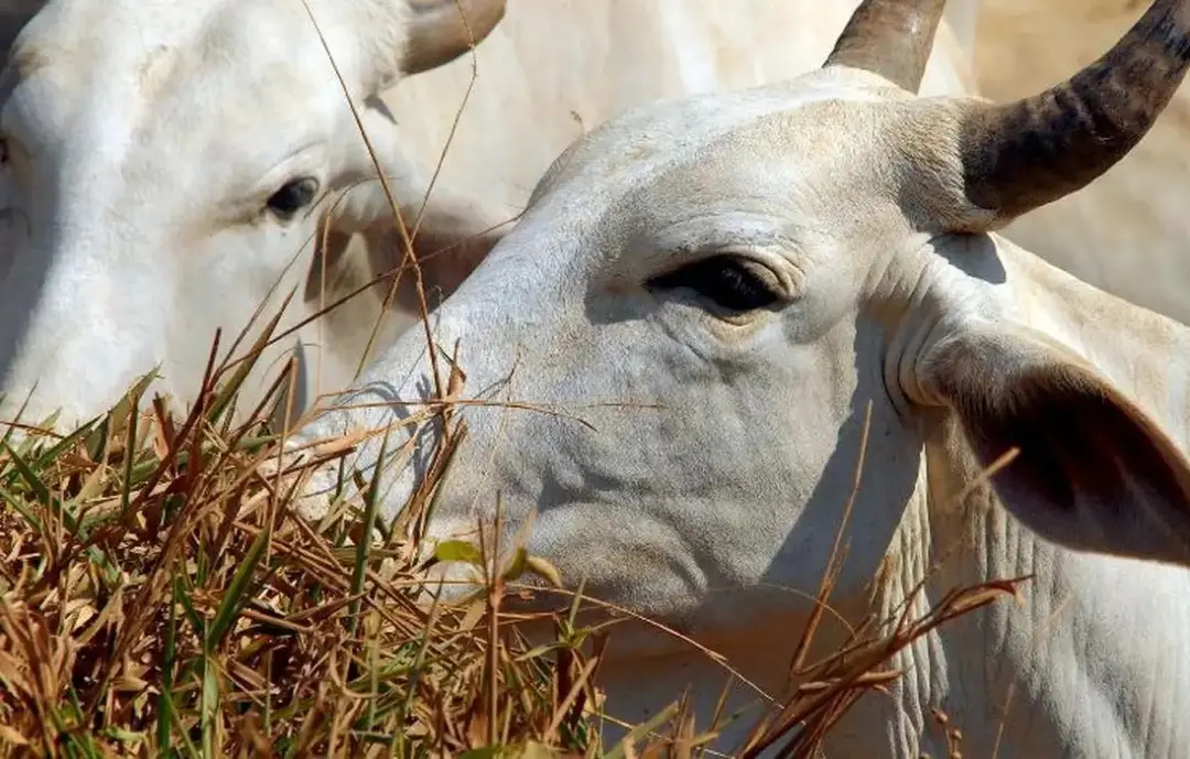 Carne bovina brasileira passa a pagar 67% de tarifa para entrar na China agora. A cota anual de exportação foi esgotada…