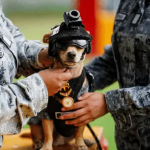 Um Chihuahua de seis meses e 21 cm agora é agente oficial na Guarda Nacional do México. A presença de animais em funçõe…