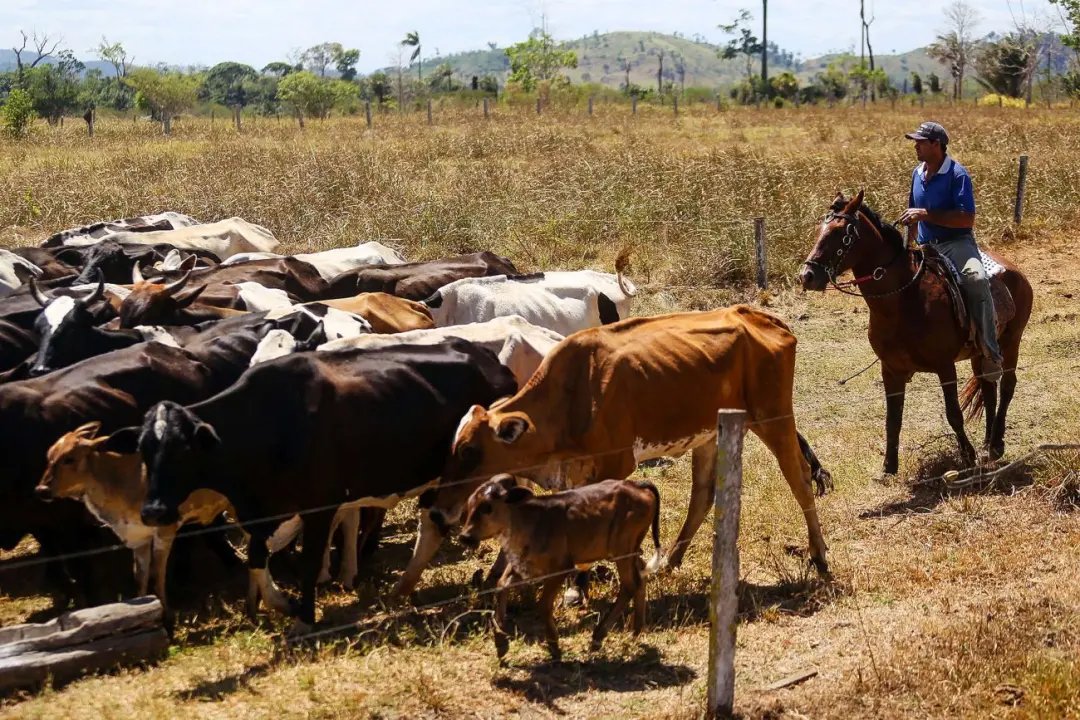 PL 3233/26 vincula crédito rural à rastreabilidade bovina na Amazônia Legal. A proposta incentiva produtores a cadastra…