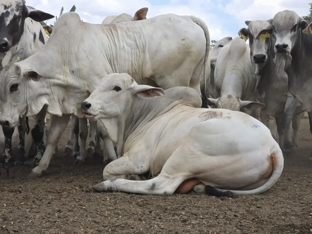Carne bovina brasileira passa a pagar tarifa de 67% na China. O esgotamento da cota anual aciona sobretaxa e os frigorí…