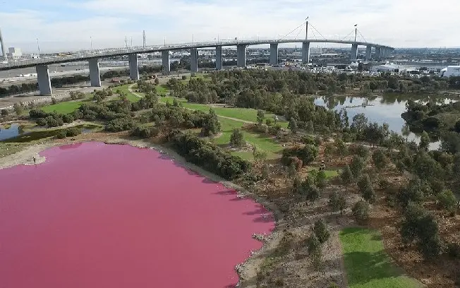 Lago na Austrália, Victoria, tem água rosa-chiclete devido à alga Dunaliella salina. A cor intensa é um efeito dos caro…