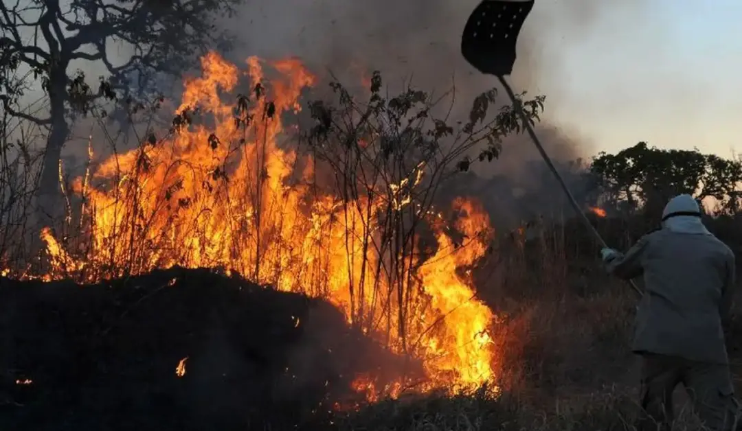 Muaná decretou emergência Nível II por causa dos incêndios e da seca no Marajó. A situação gera perdas ambientais e imp…