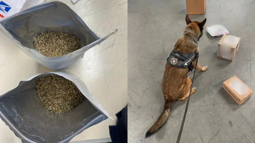 Receita apreendeu 50 mil sementes de maconha em fiscalização no Centro Internacional de Correios em Pinhais, Paraná. Es…