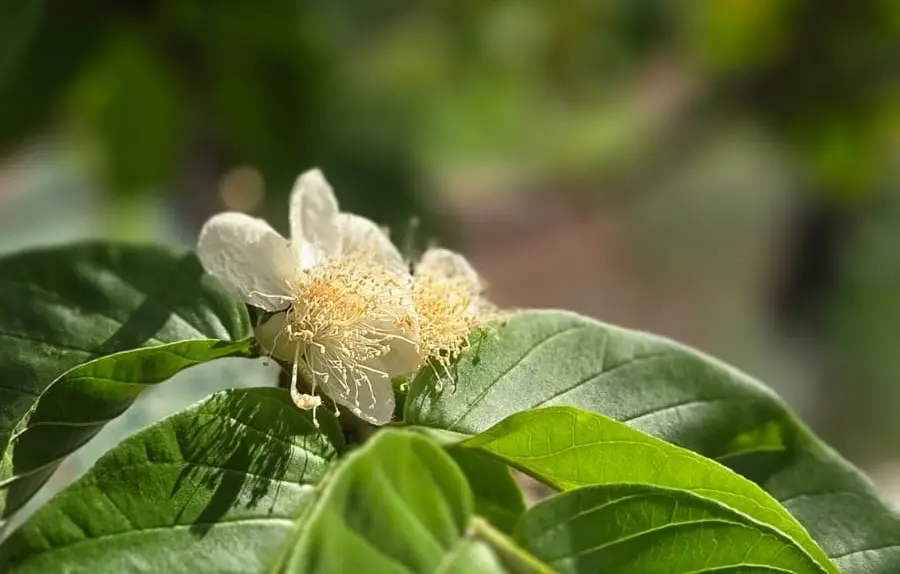 Jardim Potrich celebra aniversário de Goiânia com aula de yoga e café da manhã com sabores do Cerrado no dia 24 de outu…
