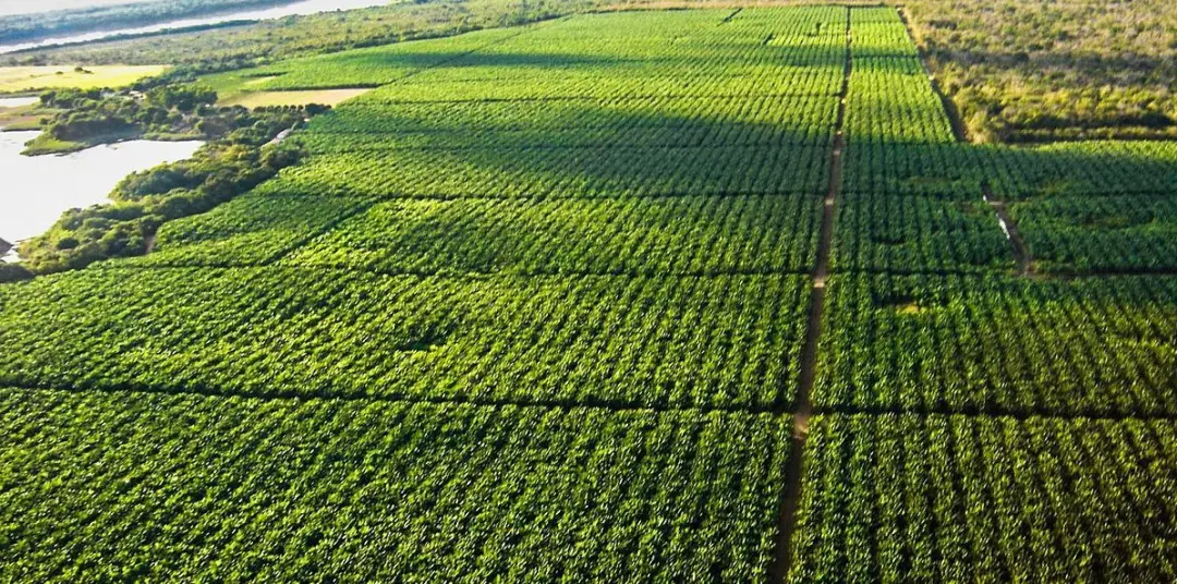 Global Agribusiness Festival em São Paulo aponta que o comércio global virou estratégia geopolítica, enfraquecendo o mu…