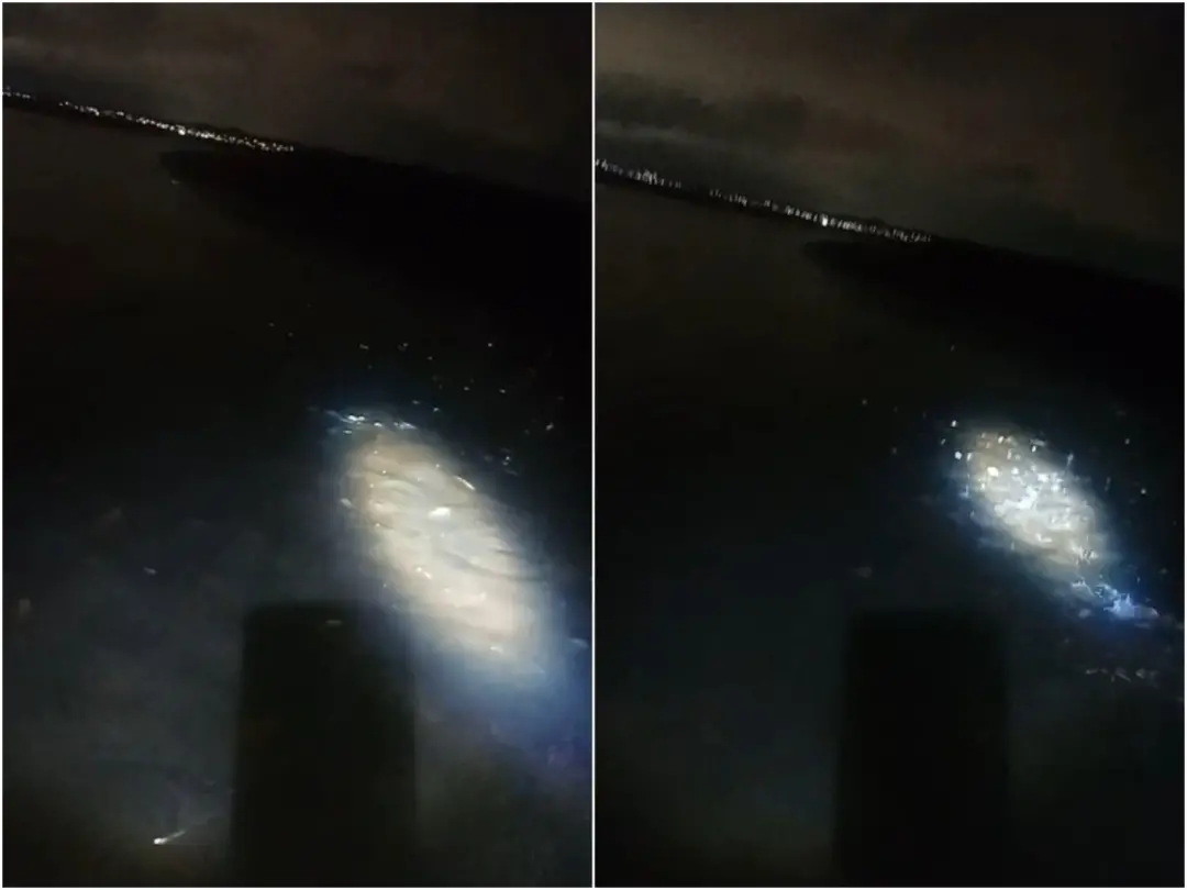 Peixes mortos foram achados nas margens do Rio Potengi em Natal. O Idema tá investigando porque a análise da água é o q…