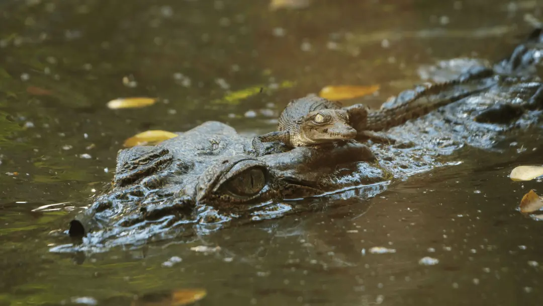 Um homem em Singapura pode levar 10 anos de prisão por criar uma imagem de crocodilo com inteligência artificial em um …