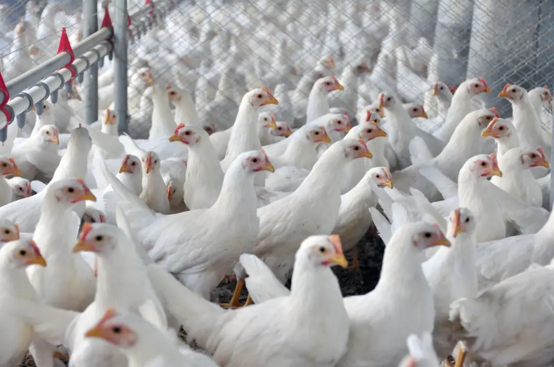 156 mil toneladas de carne de frango foram exportadas por Goiás no primeiro semestre de 2026, subindo 19% comparado a 2…
