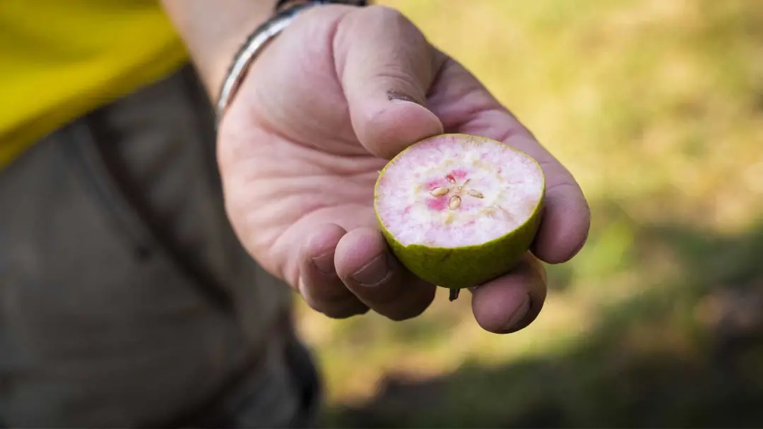 Ville di Montecoronaro, na Itália, é berço da pera cocomerina, uma fruta rara que só cresce ali. É muito interessante c…