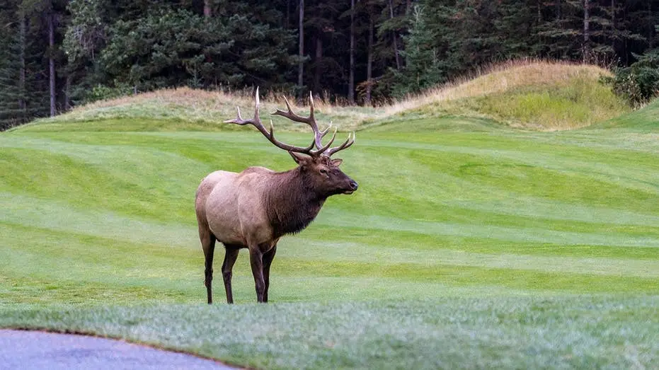 Estes Park, Colorado, teve janela de carro destruída por um alce gigante com muita força. Essa força da natureza é indo…