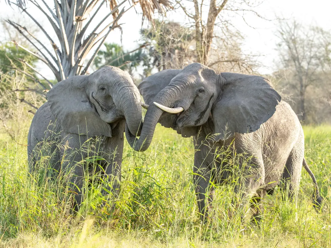 Elefantes africanos ajustam seus sons em reencontros e decisões de grupo, estudo com 902 gravações de 84 animais do Quê…