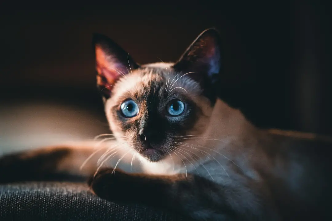 Gatos adultos saudáveis podem ficar sozinhos por cerca de oito a doze horas seguidas. Eu acho importante considerar a s…