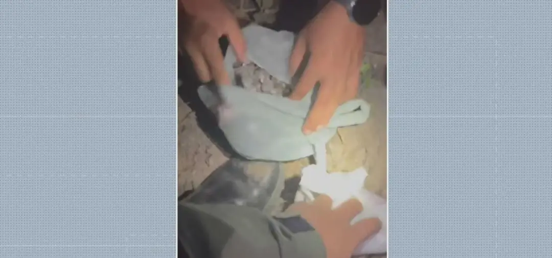 Jaboatão dos Guararapes teve arma e drogas enterradas em terreno baldio, com revólver calibre 38, 47 ziplocks e 66 bigs…