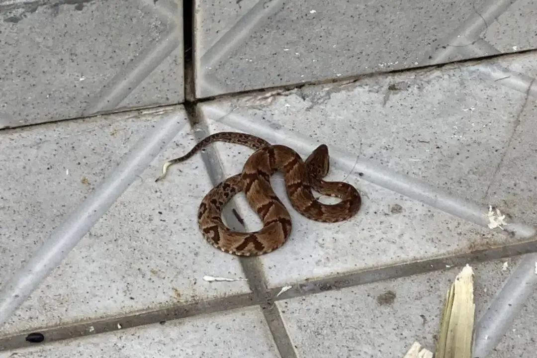 Calor intenso, tempestades e enchentes podem mudar o habitat dos animais e trazer serpentes para perto de casas. É uma …